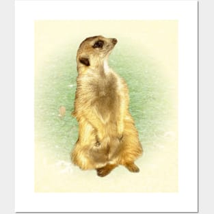 Meerkat Posters and Art